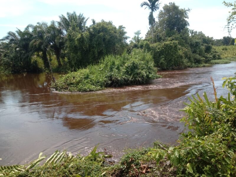 Tumpukan rumput ditengah sungai. Foto: Dok. Muhibbul Jamil/Aceh Real