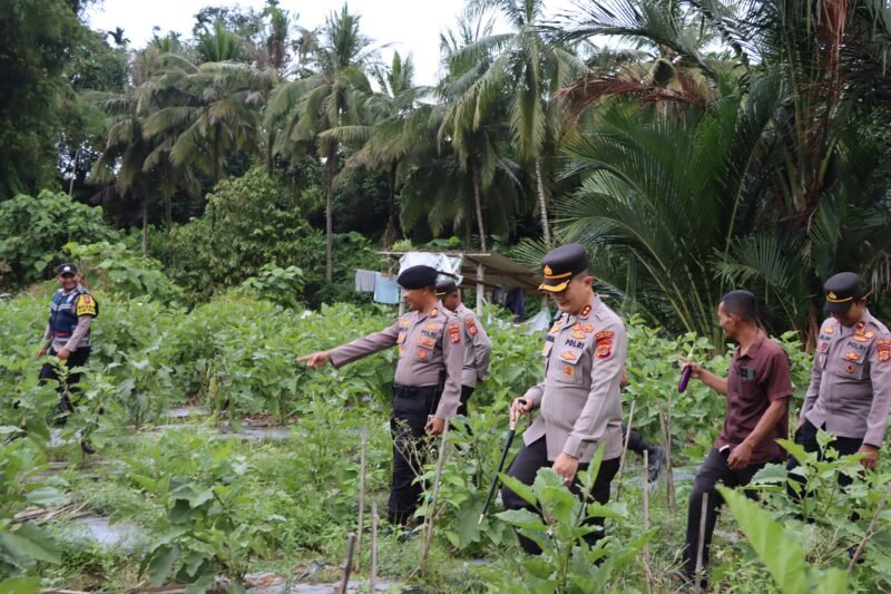 Kapolres Pidie Jaya, AKBP Ahmad Pasaribu ( tengah ),  dilokasi Ketahanan Pangan dan panen terong bersama warga,  Seunong , (25/2/2025). Foto/Ms
