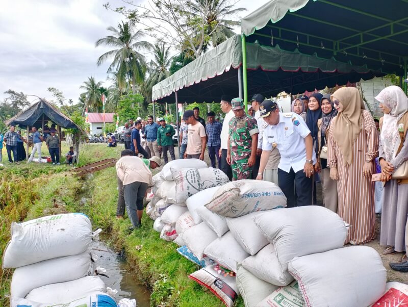 Bupati Pidie Jaya, Tgk. H. Syibral Malasyi, MA. S. Sos. ME bersama unsur Forkompinda melaksanakan Panen Raya Padi , Desa Paya Gle Boboi, Trienggadeng, (7/4/2025). Foto/R.