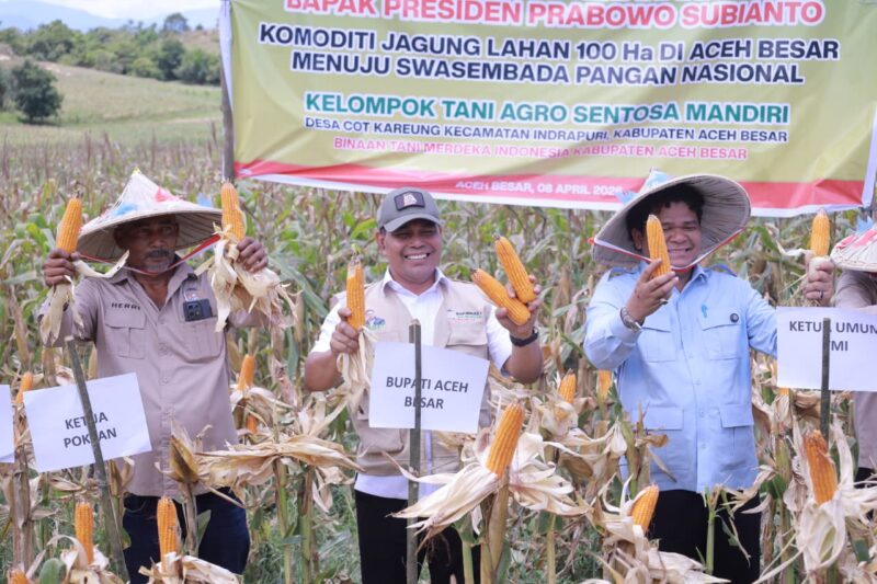 Bupati Aceh Besar Muharram Idris bersama Ketum Tani Merdeka Teuku Don Muzakir Panen Raya Jagung di Gampong Cot Kareung, Kecamatan Indrapuri, Rabu (08/04/2026).