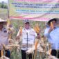 Bupati Aceh Besar Muharram Idris bersama Ketum Tani Merdeka Teuku Don Muzakir Panen Raya Jagung di Gampong Cot Kareung, Kecamatan Indrapuri, Rabu (08/04/2026).